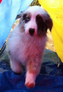 Gryphy's Cookies are suitable for dogs of all ages